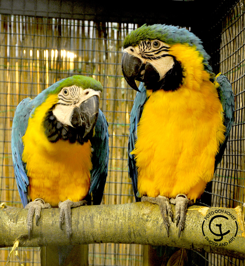 Two blue-yellow macaws are sitting on a branch.