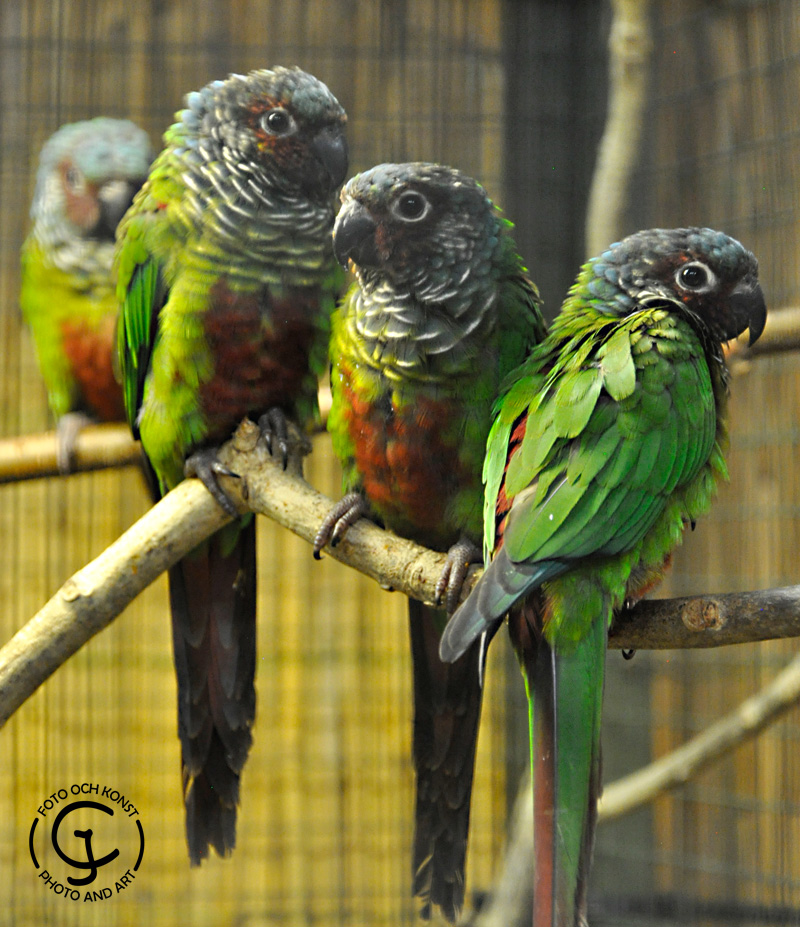 Some Venezuelan Parakeets