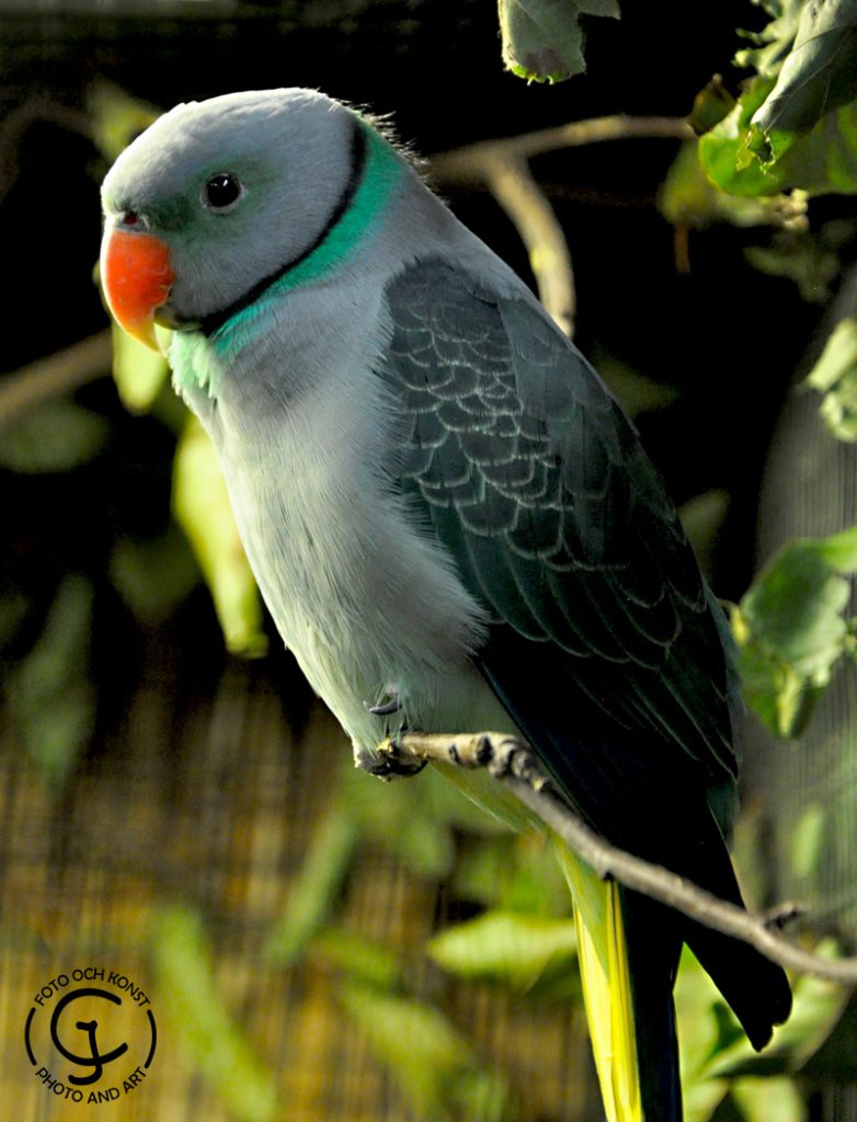 Blue-winged Parakeet or Malabar Parakeet